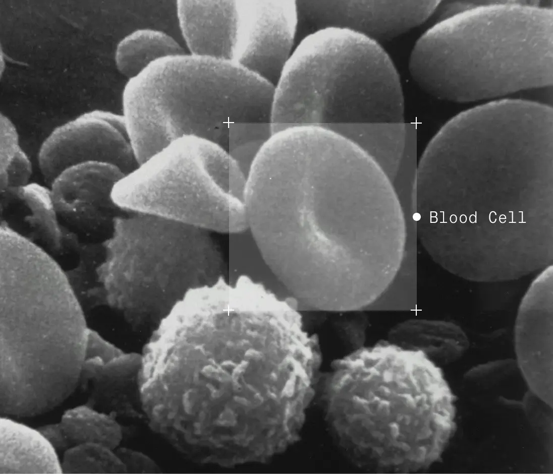 Scanning electron micrograph of red blood cells.