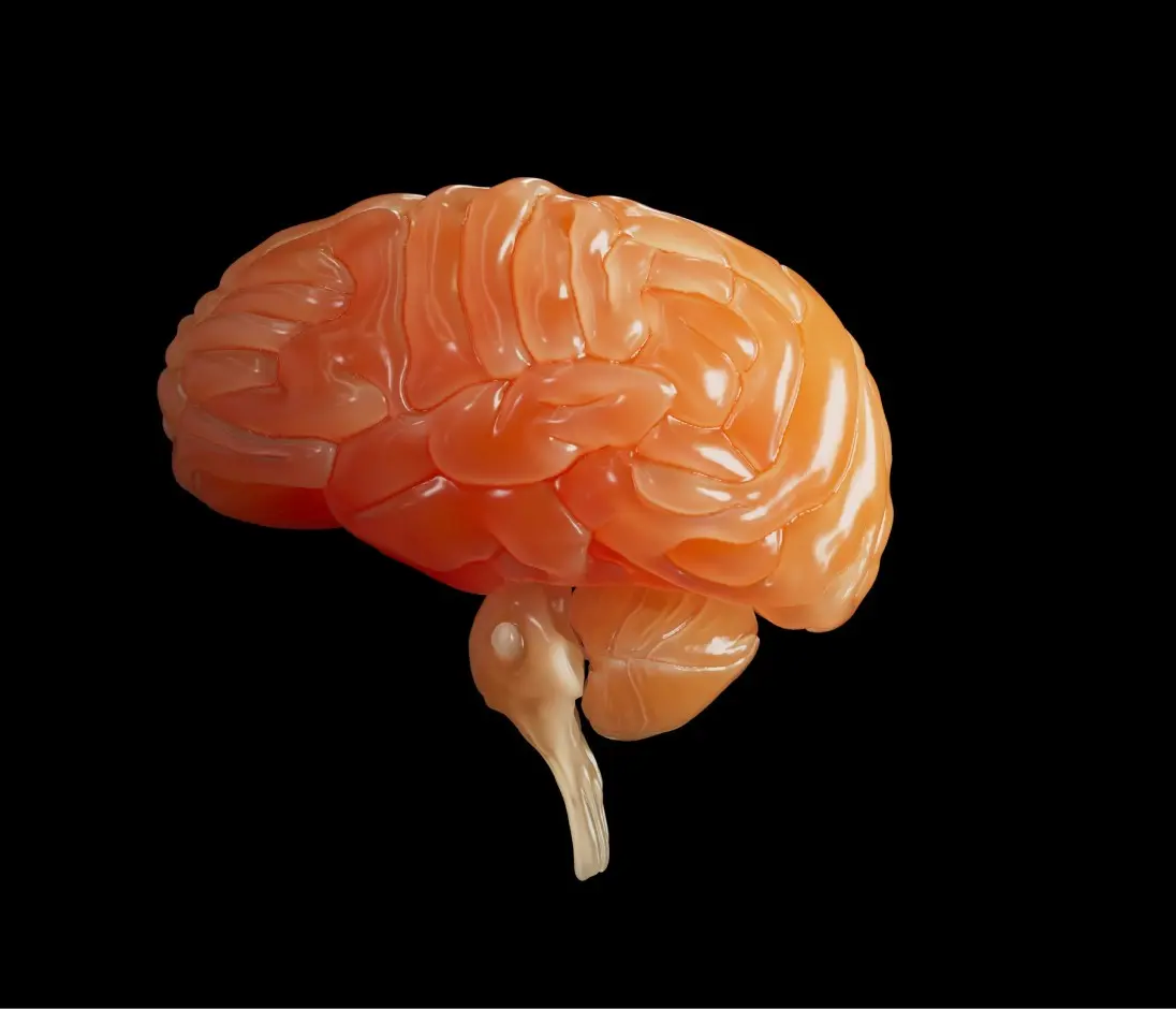 Orange translucent brain model on black background.