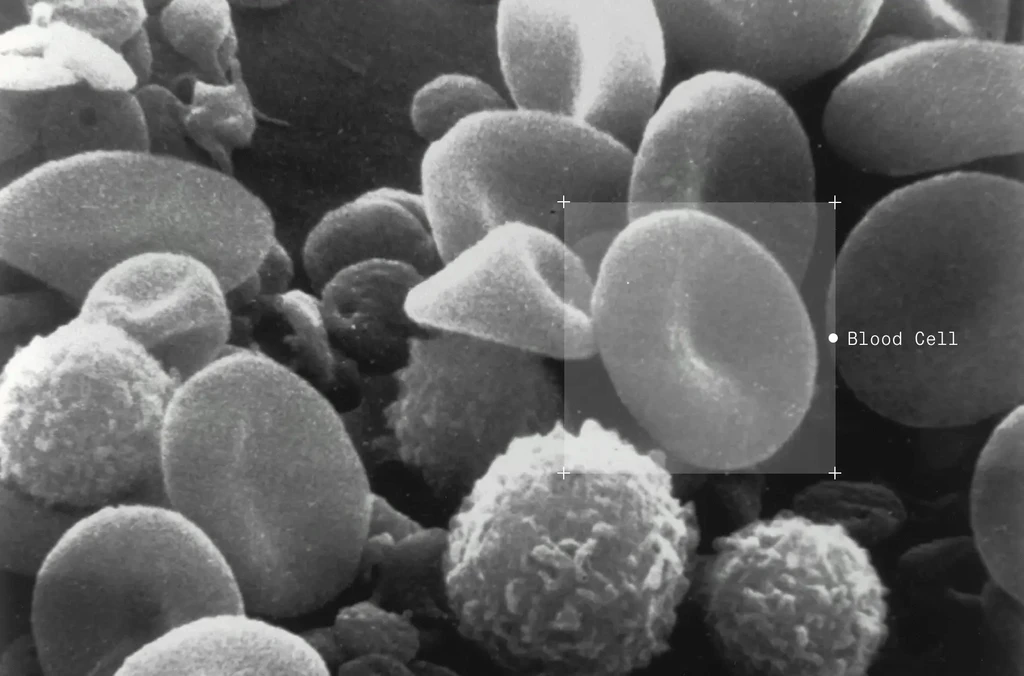 Blood Cells & White Blood Cell