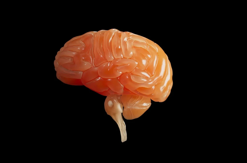 Orange brain model on black background